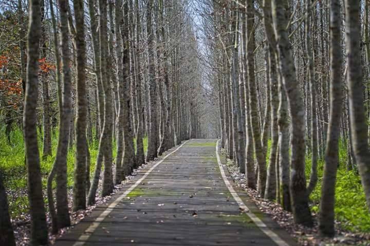 Rabbit Forest B&B Жуйсуй Екстер'єр фото
